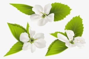 Spring Tree Flowers Png Clip Art Image - Jasmine Flowers Png #372145