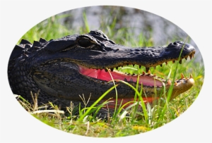 Click And Drag To Re-position The Image, If Desired - Happy Anniversary Florida Gators #372898