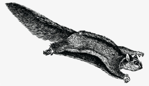 , , - Art Of Japanese Flying Dwarf Squirrel #373097