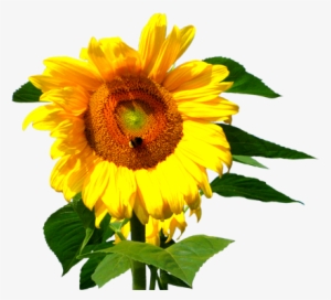 Sunflower Head With Bee, Flower Clip Art Sunflower - Bee On Sunflower Png #373342