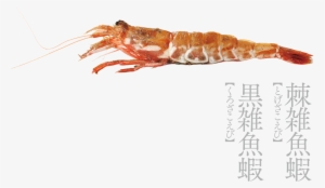 Gasu-ebi - Kanazawa #373408