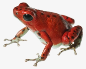 Poison Dart Frog Png File - Poison Dart Frog Png #373707