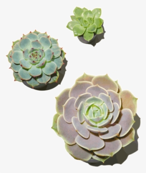 Succulent Plant #373766