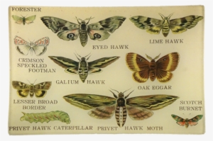Privet Hawk Privet Hawk - John Derian #374032