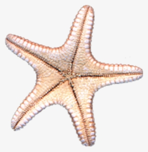 Starfish Psd #374852