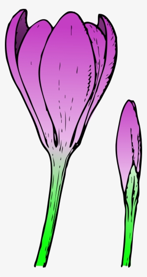 Crocus Flower And Bud Png - Crocus Flower #375688