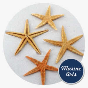 Starfish Natural Medium 8-10cm - Starfish #375873