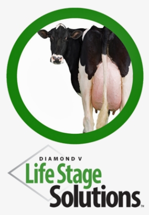 Diamond V Dairy Life Stage Solutions - Dairy Cow #375914