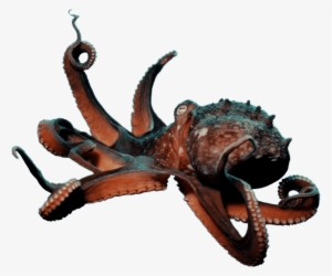 Forgetmenot - Octopus - Seattle #376492