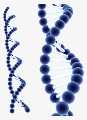 Dna Png Clipart - Dna Structure 3d Png #376612