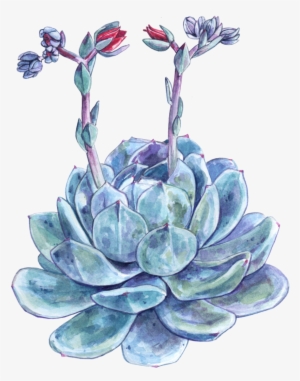 Succulent #376649