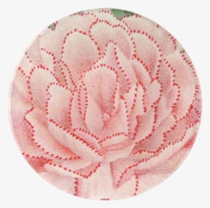 Pink Red Dot Dianthus - Colourpop Super Shock Shadow #376990