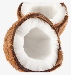 Coconut #377233