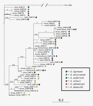 Bayesian Tree Of Genealogical Relationships Among Dab - Allele #377553