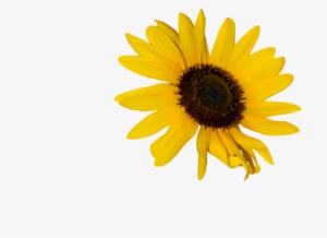 Sunflower - Yellow Flower Doodle Png #378328