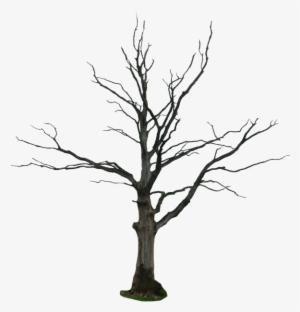 Dead Tree Drawing #378335