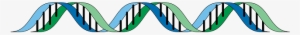 Dna- - Adn Y Arn Png #378609