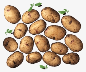 Kestrel - Russet Burbank Potato #378844