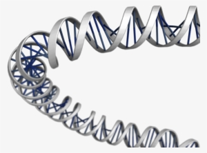 3d Dna Png Download - Dna Structure 3d Png #378990