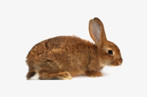 Brown Rabbit Png Download Image - Arabic Alphabet Alif Arnab #379208