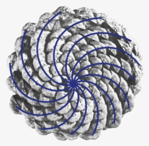 The Appearance Of Fibonacci Numbers And The Golden - Pine Cone Golden Ratio #379344