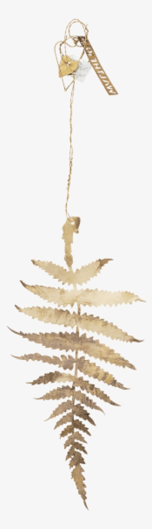 Ostrich Fern #379519