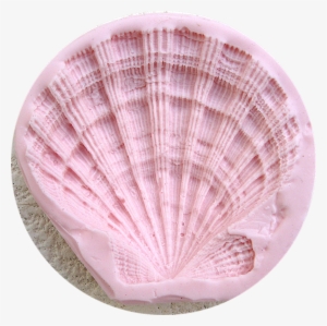 Lion's Paw Seashell - Lion #379589