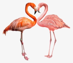 Flamingo Flamenco Ftestickers Tumblr Stickers - L'origine Des Espèces Au Moyen De La Sélection Naturelle: #379857