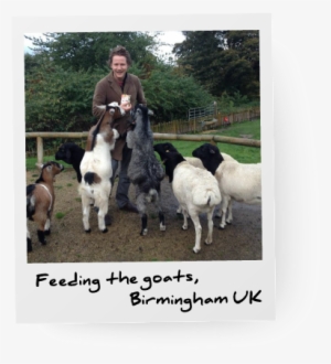 Thomas Hall Goats - Leap And The Net Will Appear Note Cards (pk Of 20) #3701476