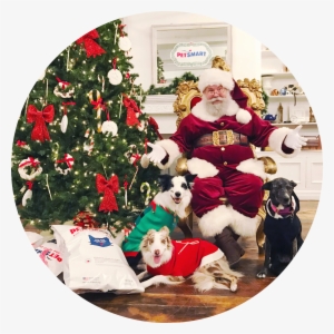 A Petsmart Christmas - Poodle #3706470