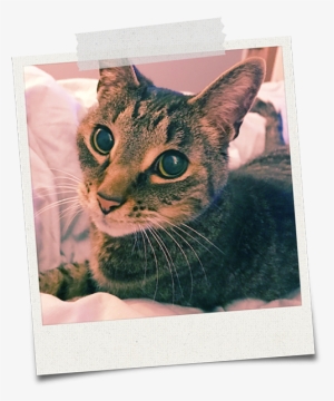 I Was Adopted From Petsmart As A Kitten - Tabby Cat #3706563