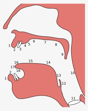 Width" - I - 796 - S - 6 - "height" - Place Of Articulation #3713535