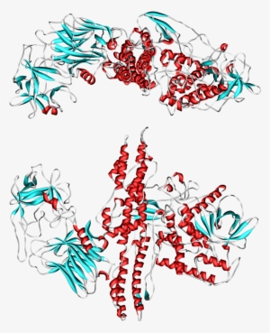 Botulinum Toxin - - Botulinum Toxins And Botulism #3713958