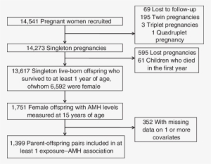 Study Population Flow Chart, The Avon Longitudinal - Avon Longitudinal Study Of Parents And Children #3714135