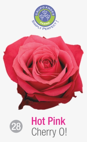 Rosa Variedad Cherry O - Pink #3714179