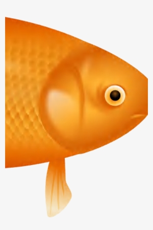 Example Image Of A Fish - Goldfish #3714607