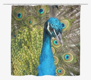 Peacock Shower Curtain Animales Pequeños, Aves, Amantes, - Peacock Tile Coaster #3716055