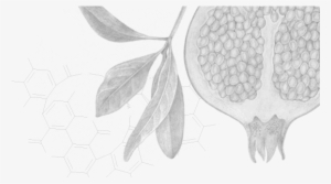 Pomegranate Seed Oil 80% Punicic Acid - Sketch #3716577