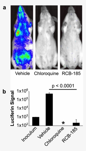 Rcb 185 Is Efficacious In A Mouse Model Of Malaria - Malaria #3716578