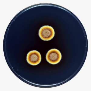 Aspergillus Zutongqii Cya - Circle #3717427 Aspergillus Zutongqii Cya - Circle #3717427