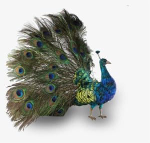 Peacock Automaton, By Roullet & Decamps - Antique Peacock Taxidermy #3717540 Peacock Automaton, By Roullet & Decamps - Antique Peacock Taxidermy #3717540