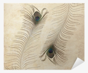 Textured Old Paper Background With Peacock Feather - Paper #3717570
