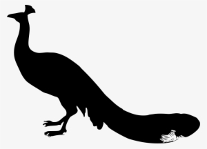 Download Png - Peacock #3717752