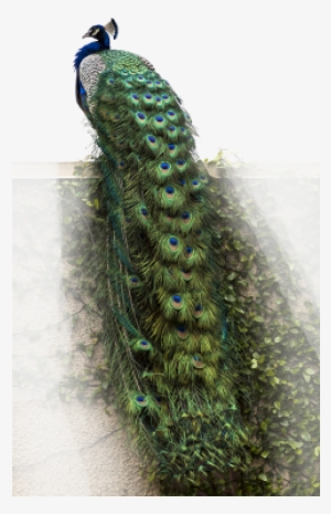 Peacock Bird Nature Foreground Background - Peacock Living Room Decorative Pvc Removable Wall Sticker #3717755