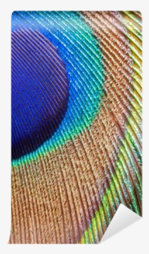 Peacock Feather Png Peacock Feather Closeup Vinyl Wall - Wall #3717783