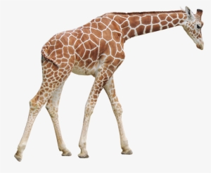 Giraffe Png Picture - Giraffe Png #3719825