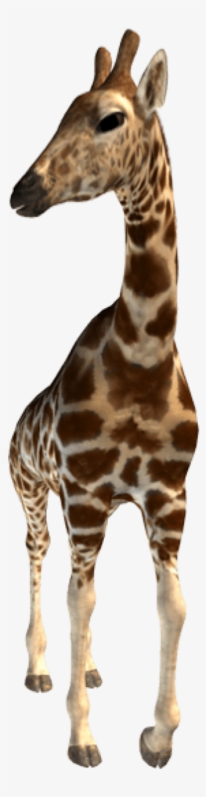 Giraffe - Giraffe With Transparent Background #3719943