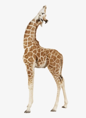 Giraffe Up - Baby Giraffe Png #3720115