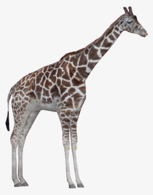 Rothschildgiraffeam - Giraffe Zoo Tycoon Png #3720198