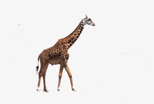 Christmas Giraffe Wallpaper Wallpapersafari - Ralph Lemon By David Velasco & Thomas J. Lax #3720255